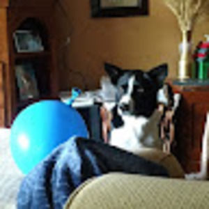 Meet your Posher, Dodee
